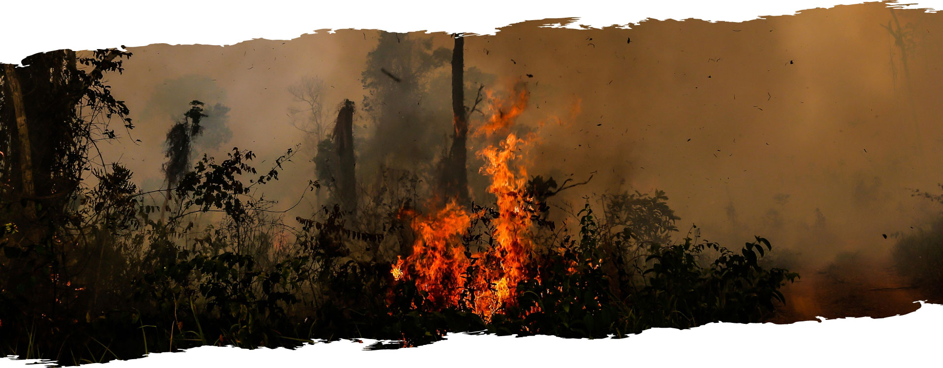 photo de la forêt amazonienne en feu avec beaucoup de fumée